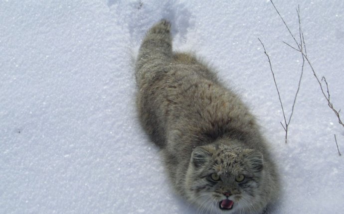37 best images about Забайкальский кот манул или баюн on Pinterest