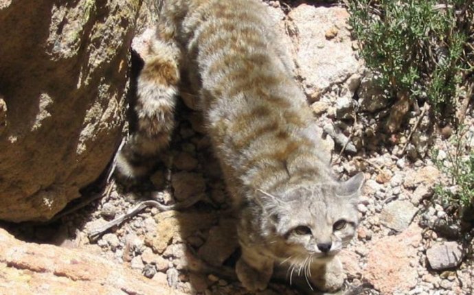 Андская горная кошка - одна из редчайших в мире пород