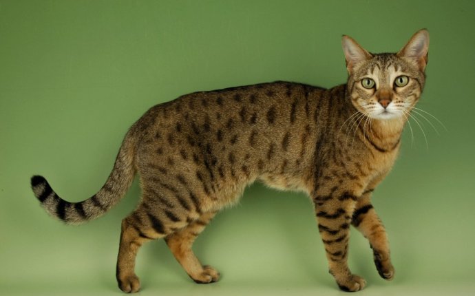 Бенгальская кошка: дикая роскошь класса «люкс»