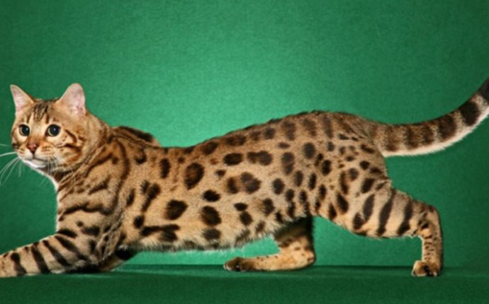 Бенгальский леопардовый кот: особенности породы, уход и цена за