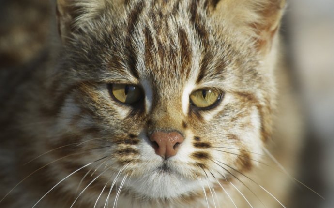 Дальневосточный лесной кот или леопардовый кот. Дикие кошки России