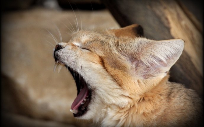 Дикие кошки: Барханная кошка (Felis margarita) - Мастерок.жж.рф
