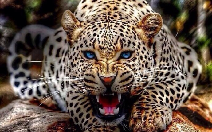 Голубые глаза леопарда