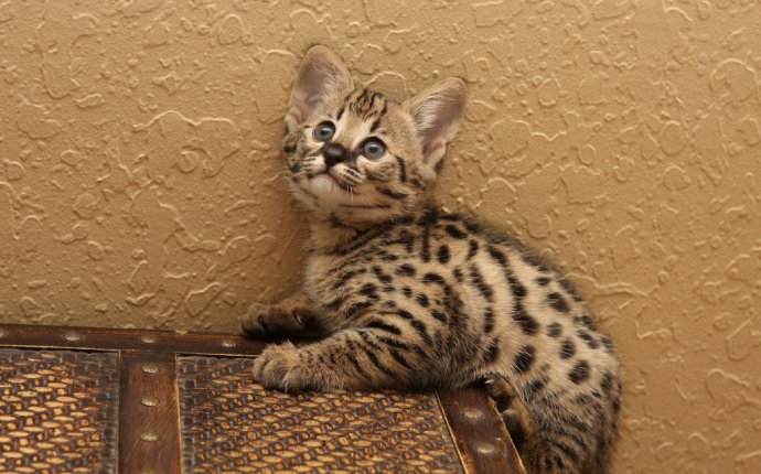 Как называется порода кошек похожих на леопарда
