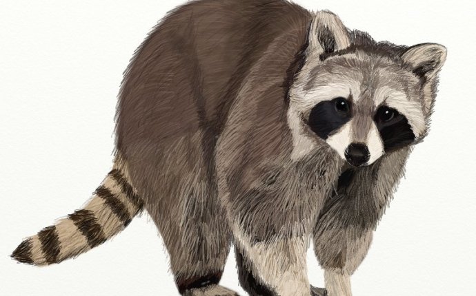 Как рисовать животных поэтапно | Рисунки животных карандашом