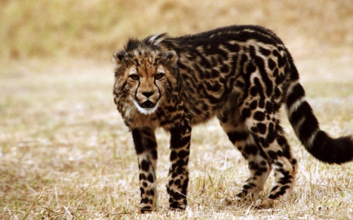 Королевский Гепард- редкая мутация обычного гепарда который