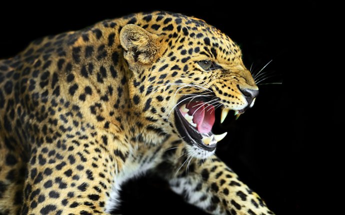 Обои Леопарды Большие кошки Клыки Зубы злость Морда 1024x600