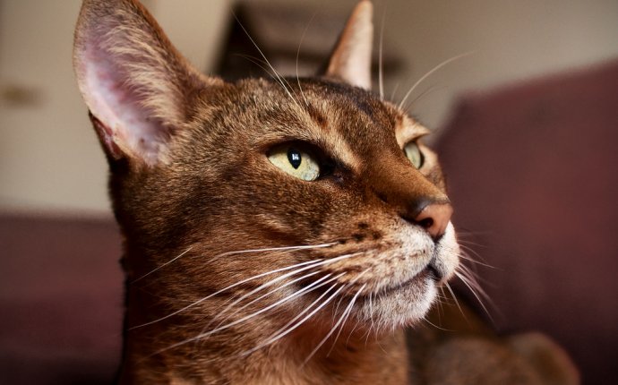 Породы кошек: описания с фотографиями