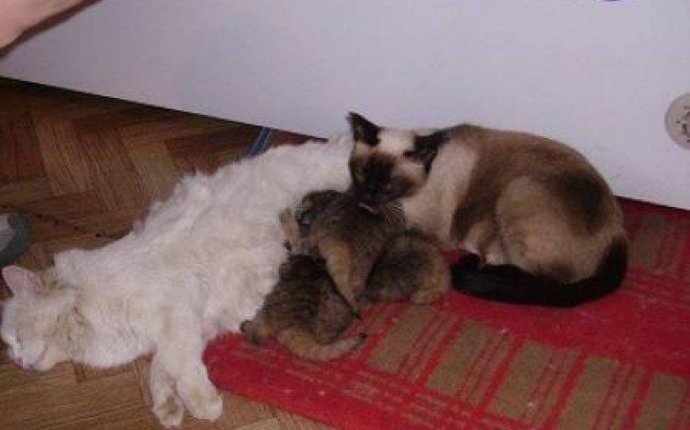 Российский фермер нашел крошечных беспомощных котят у себя в сарае