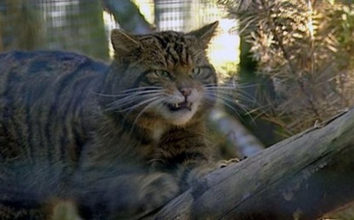 Scottish wildcats found in Cairngorms - BBC News