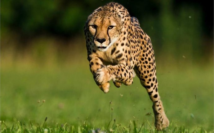 скорость гепарда оптом - Купить оптом скорость гепарда из Китая на