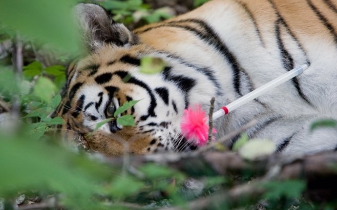 Тигра-беглеца нашли и усыпили во Владивостке | Vladnews.ru