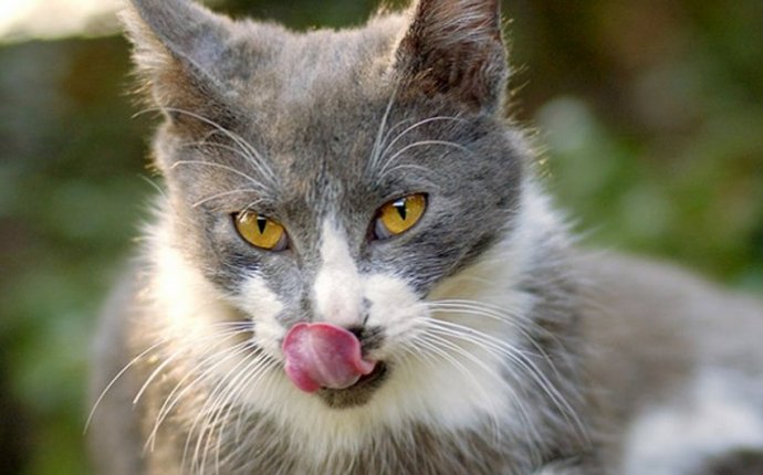 В Австралии планируют истребить два миллиона диких котов - Курьезы