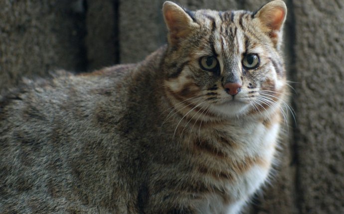 Яманэко - дикие кошки Японии - Самое интересное в интернете