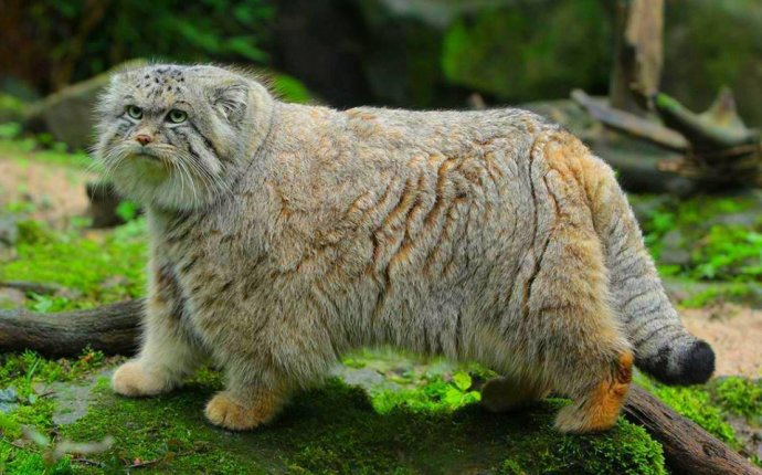Зоологический форум / Манул, или палассов кот (Otocolobus manul)