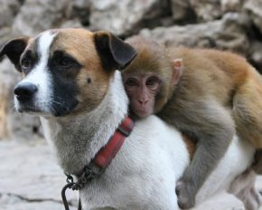16 примеров необычной дружбы животных