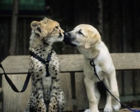 16 примеров необычной дружбы животных