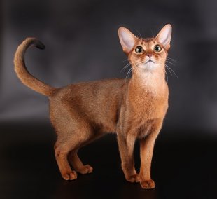 Абиссинская кошка. Фото
