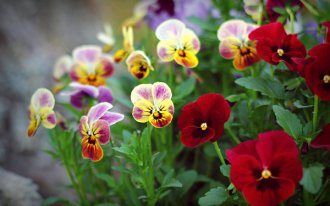 Анютины глазки, или Фиалка Виттрока (Viola tricolor var. hortensis), фото фотография садовые цветы