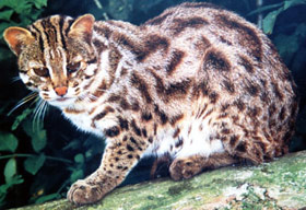 бенгальская карликовая кошка, леопардовая кошка (Prionailurus bengalensis, Felis bengalensis), фото, фотография