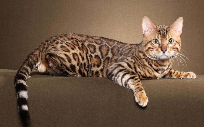 Дикая Леопардовая Кошка