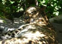 Дальневосточный леопард, редкие виды диких кошек Приморья, Panthera pardus orientalis photo Petr Sharov, Петр Шаров