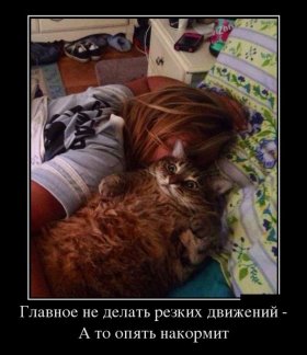 День кошек в России - 1 марта день кошек