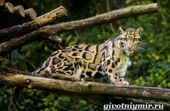 Дымчатый-леопард-Образ-жизни-и-среда-обитания-дымчатого-леопарда-5