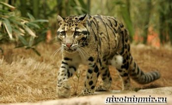 Дымчатый-леопард-Образ-жизни-и-среда-обитания-дымчатого-леопарда-6