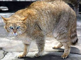 гобийская кошка, пустынная кошка, китайская горная кошка (Felis bieti), фото, фотография с width=