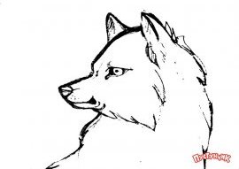 Как нарисовать волка поэтапно, фото 13