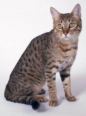 Калифорнийская сияющая кошка, фотография породы кошек фото кошки