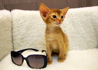 Котенок абиссинской кошки, абиссинский котенок, фото породы кошек фотография