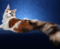 Красивая разноцветная кошка мэйн-кун. Фото