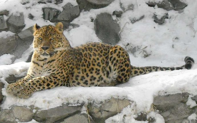 Кавказский Леопард