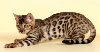 леопардовая бенгальская кошка фото