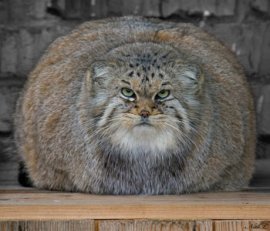 Манул или палласов кот (Otocolobus manul Pallas); фото с сайта width=