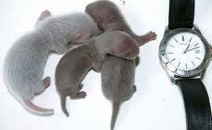 Норчата и хорчонок, которые родились от одной суррогатной мамы (хонорика) после трансплантации эмбрионов этих видов.