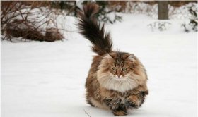 норвежская лесная кошка - крупная порода кошек