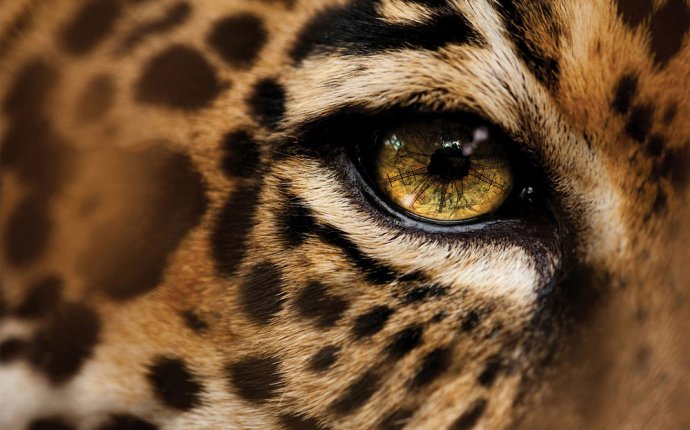 Глаз Леопарда