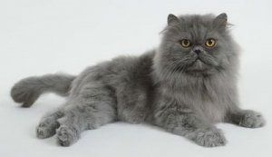 персидская кошка фото 2
