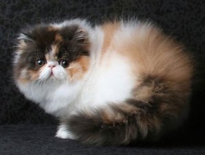 персидская кошка фото 3