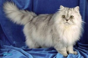 персидская кошка фото 5