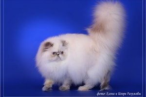 персидская кошка фото 6