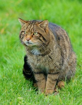 Шотландия пообещала защитить диких кошек