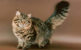 Сибирская кошка - большие кошки