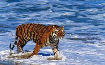 Тигры,  тигренок. Фото