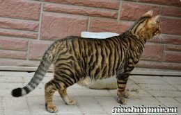 Тигровая-кошка-Описание-особенности-виды-и-цена-тигровой-кошки-4
