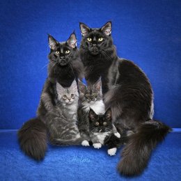Взрослые коты Мейнкуны и котята черного окраса. Фото