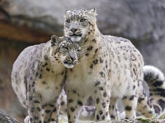 Запомните эти творения, потому что диких кошек в природе Казахстана скоро не останется